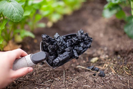 Biochar Soil Amendment